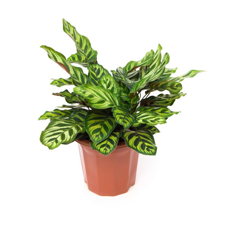 Potting your plants makes watering and caring for them more manageable