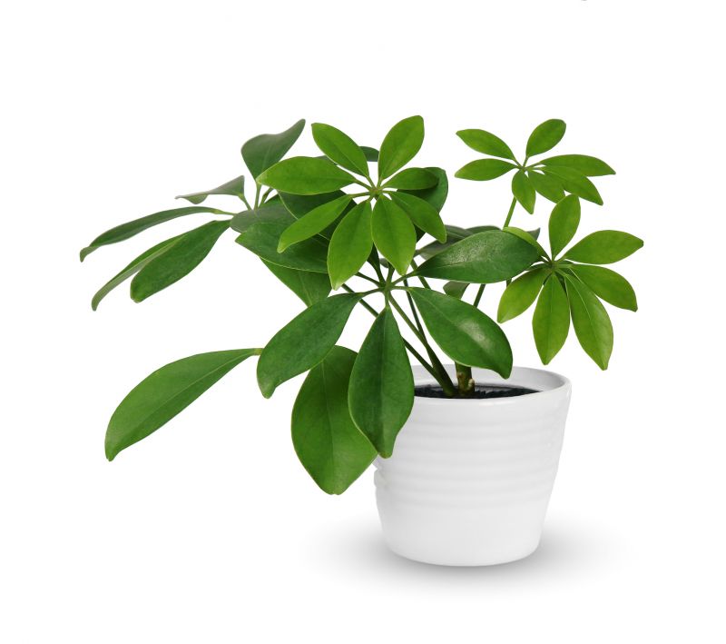 Potting plants into the right containers with proper drainage helps prevent root rot and provides ample space for the roots to grow