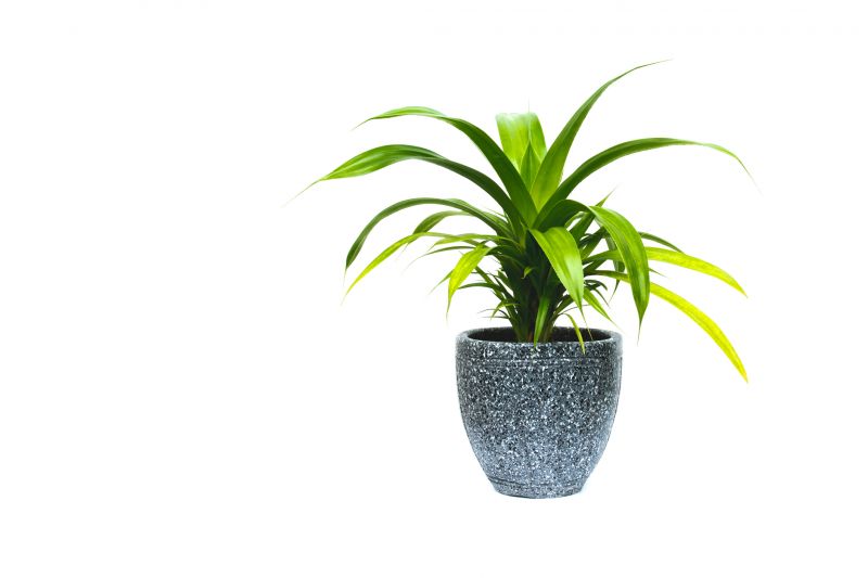 Potting plants in decorative pots enhances the overall look of your home or garden